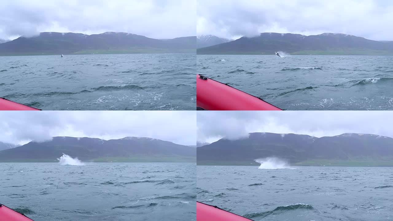 在冰岛Dalvik附近，巨大的座头鲸突然跃出水面