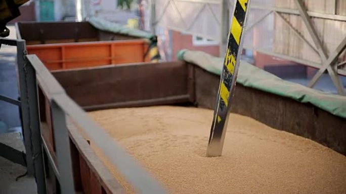探针测试仪插入卡车拖车收集小麦用于质量分析。磨坊、面包店、面包厂或粮食提升终端的自动控制系统、测试机