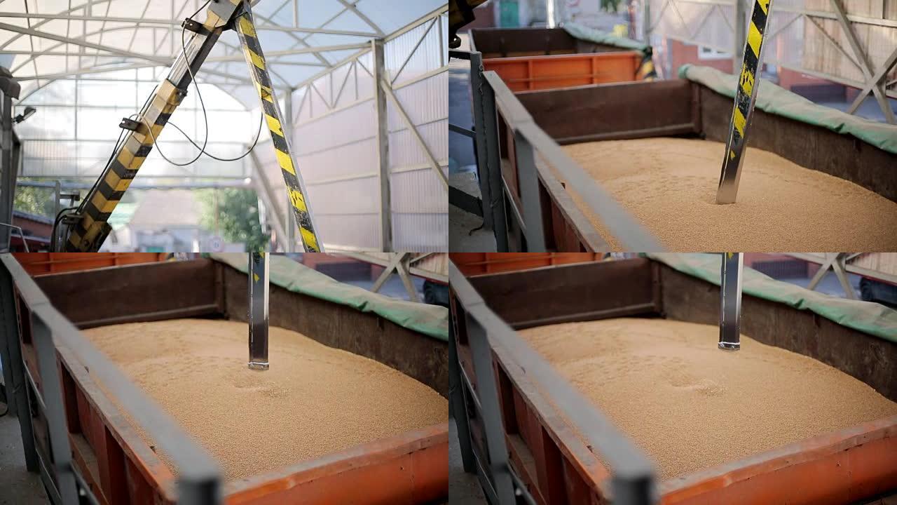 探针测试仪插入卡车拖车收集小麦用于质量分析。磨坊、面包店、面包厂或粮食提升终端的自动控制系统、测试机