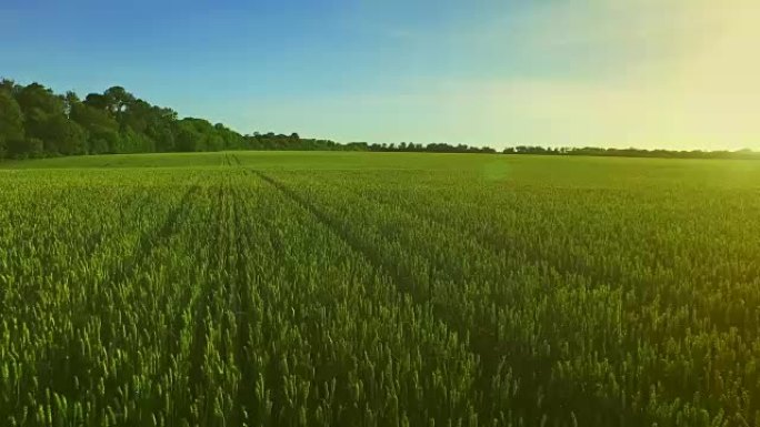 麦田景观。晴天的夏季大麦田。绿色草地
