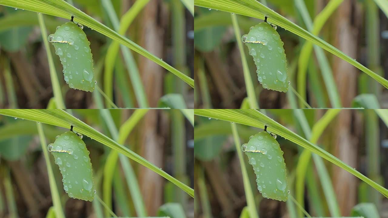 雨后树叶上的蝴蝶蛹。