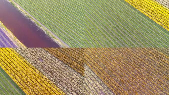 荷兰利塞五颜六色的郁金香盛开的令人惊叹的鸟瞰图。