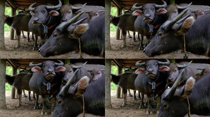 亚洲黑水水牛站在田野旁的摊位上