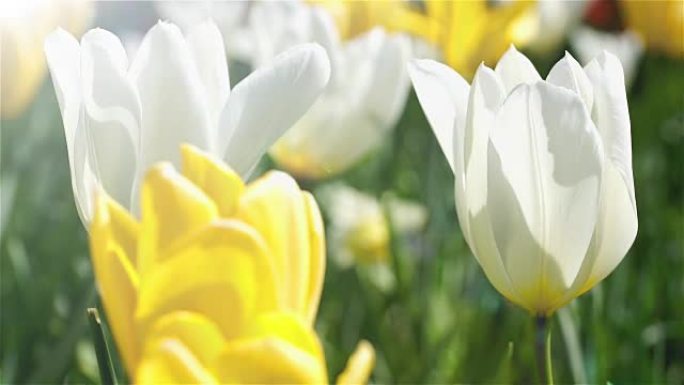 春天，黄白相间的郁金香在花园里。