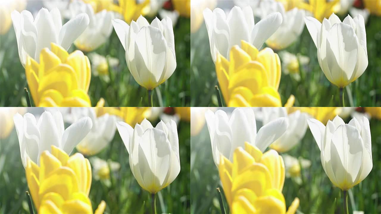 春天，黄白相间的郁金香在花园里。