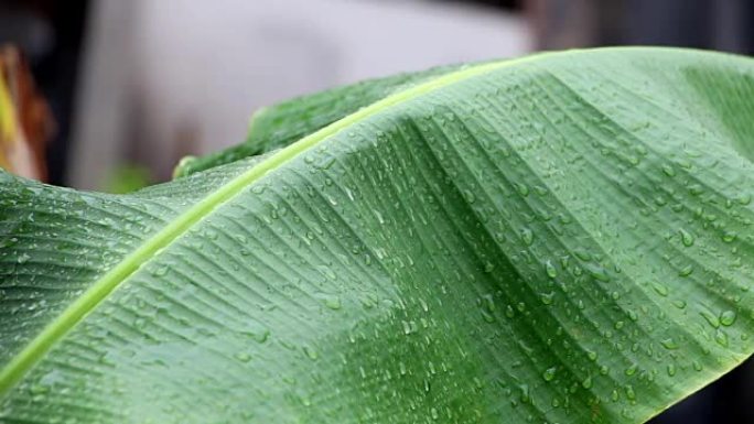 雨滴落在绿色的香蕉叶上。