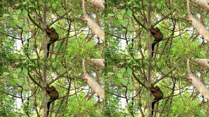 树上的红腹狐猴 (Eulemur rubriventer)