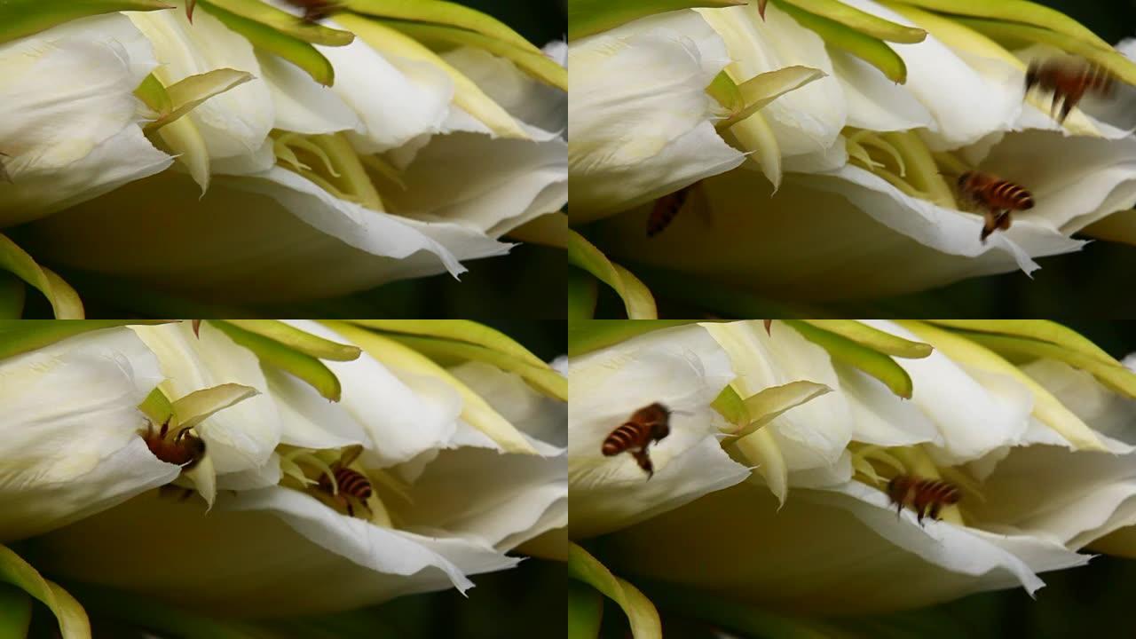 龙花中的蜜蜂