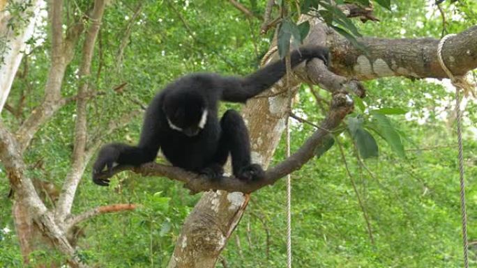 北方黑颊长臂猿挂在树枝上