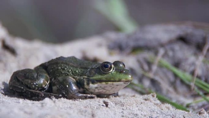 绿蛙坐在河边的岸边