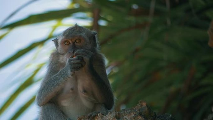 猴子一边看相机一边吃树上的水果