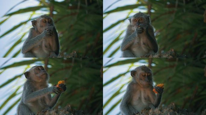 猴子一边看相机一边吃树上的水果