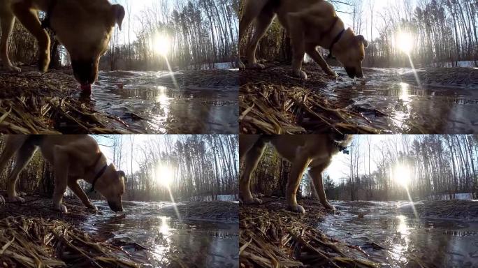 一条黄色的狗从小溪里喝水