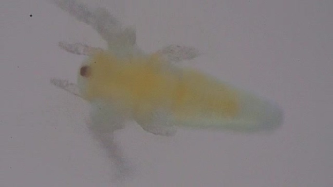 显微镜下的盐水虾宝宝。微观世界。