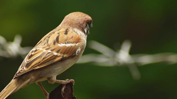 菲律宾玛雅人或欧亚树麻雀或带刺铁丝网上的传递者montanus perch