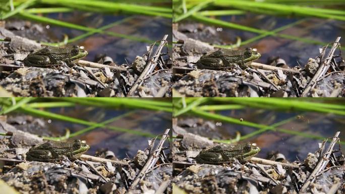 绿色青蛙坐在水中的河岸上。慢动作