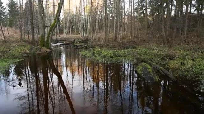森林里的河水流动。池塘的湿地