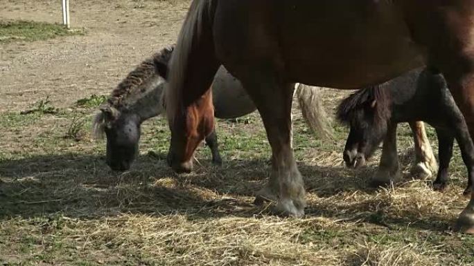 Horse feeding young horse eat grass. Horses at hor