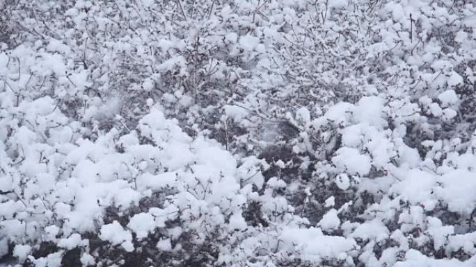 江原道江陵市的一棵树上下雪