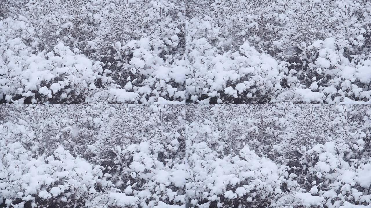 江原道江陵市的一棵树上下雪