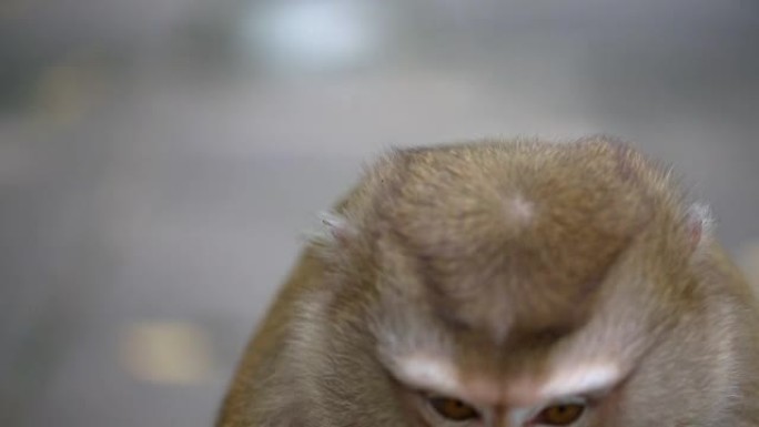 近距离猴子生活在泰国普吉岛的天然森林中。