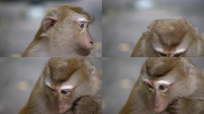 近距离猴子生活在泰国普吉岛的天然森林中。