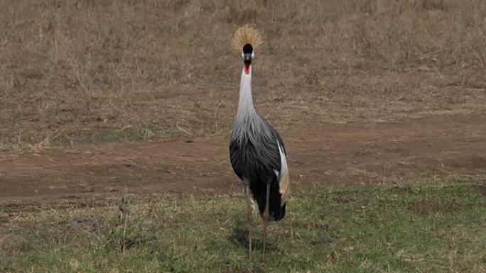 灰色冠冕鹤，巴利里卡常客，肯尼亚内罗毕公园成人，实时4K