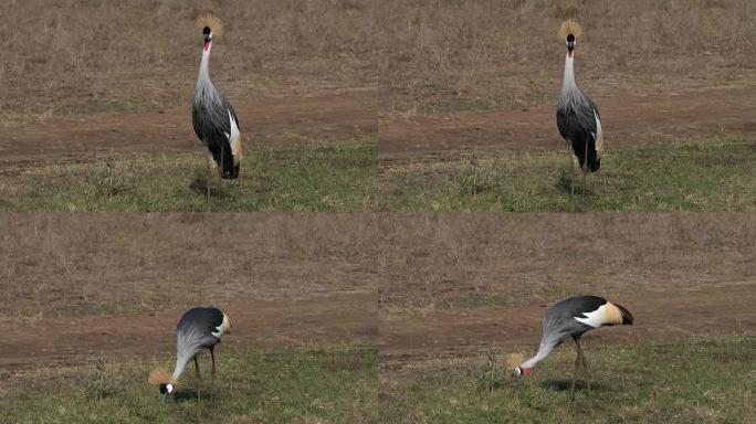 灰色冠冕鹤，巴利里卡常客，肯尼亚内罗毕公园成人，实时4K