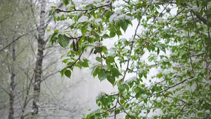 绿树和树枝上慢慢落下的雪