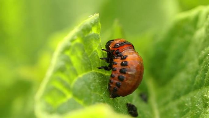 食用马铃薯叶的Leptinotarsa Decemlineata幼虫。马铃薯的严重害虫。科罗拉多马铃