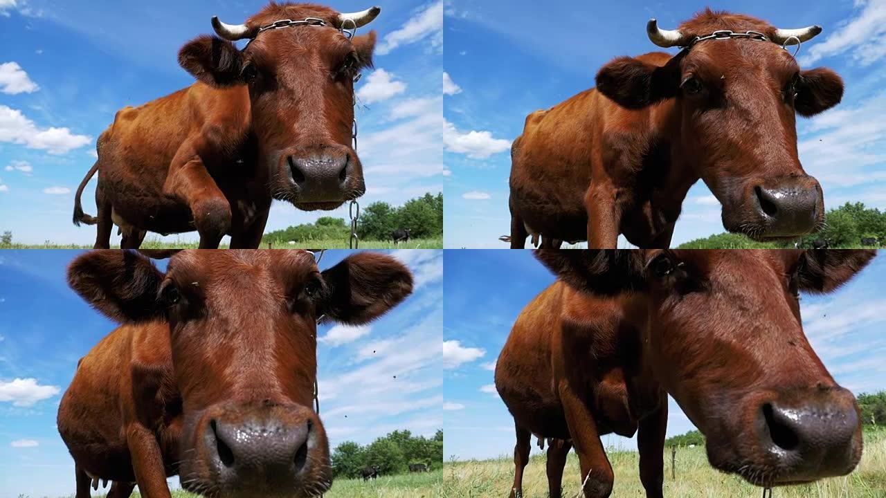 美丽的灰色奶牛在草地上吃草，闻到天空背景上的相机。慢动作