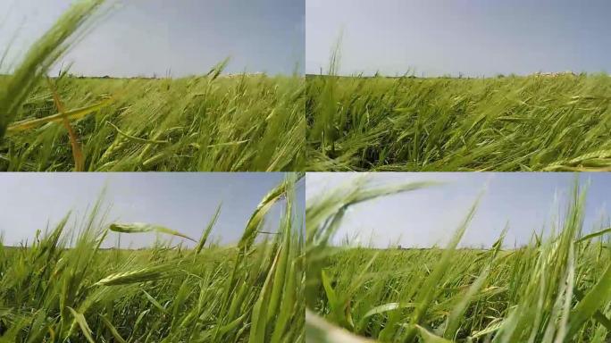 清新的风吹向绿色黑麦场慢动作镜头