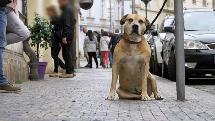 街上一群冷漠的人经过悲伤的，被绑住的忠实狗。慢动作