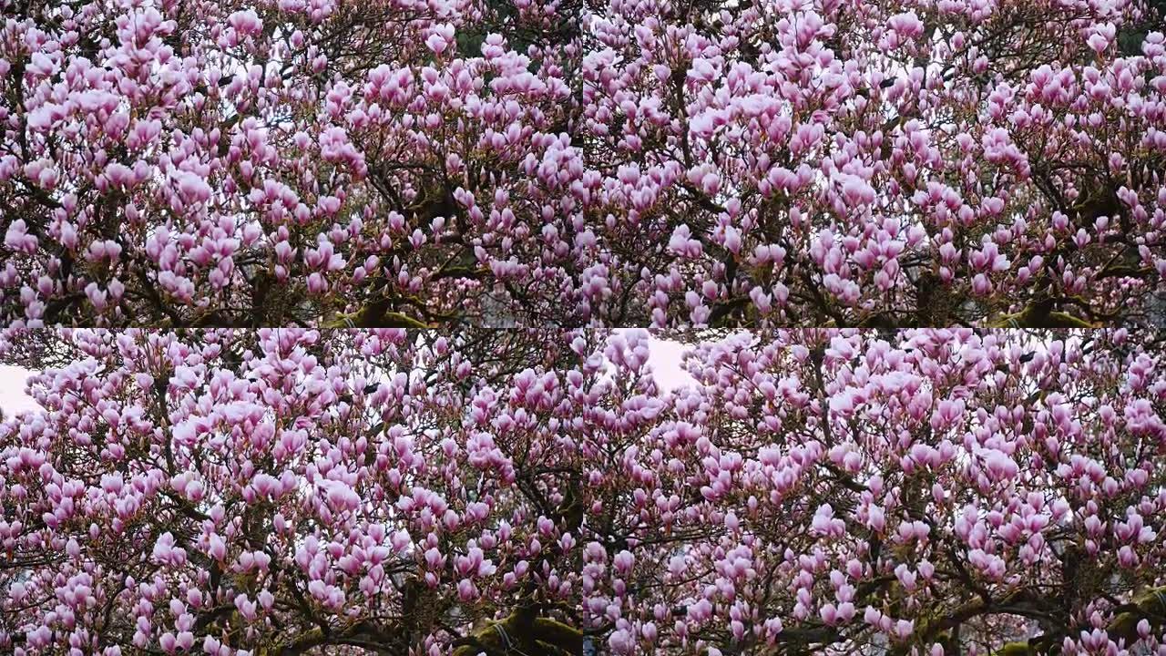 粉红木兰芽，粉红木兰的花