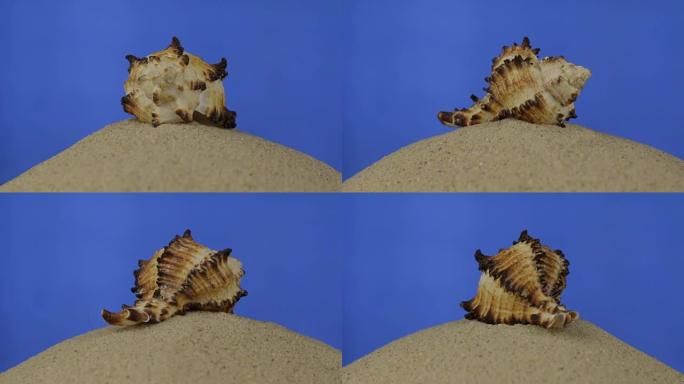 旋转，美丽的贝壳躺在沙滩上。隔离