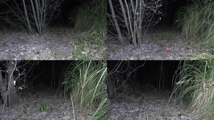 有人在森林中穿行，用4k手灯照亮道路。闪烁的阴影