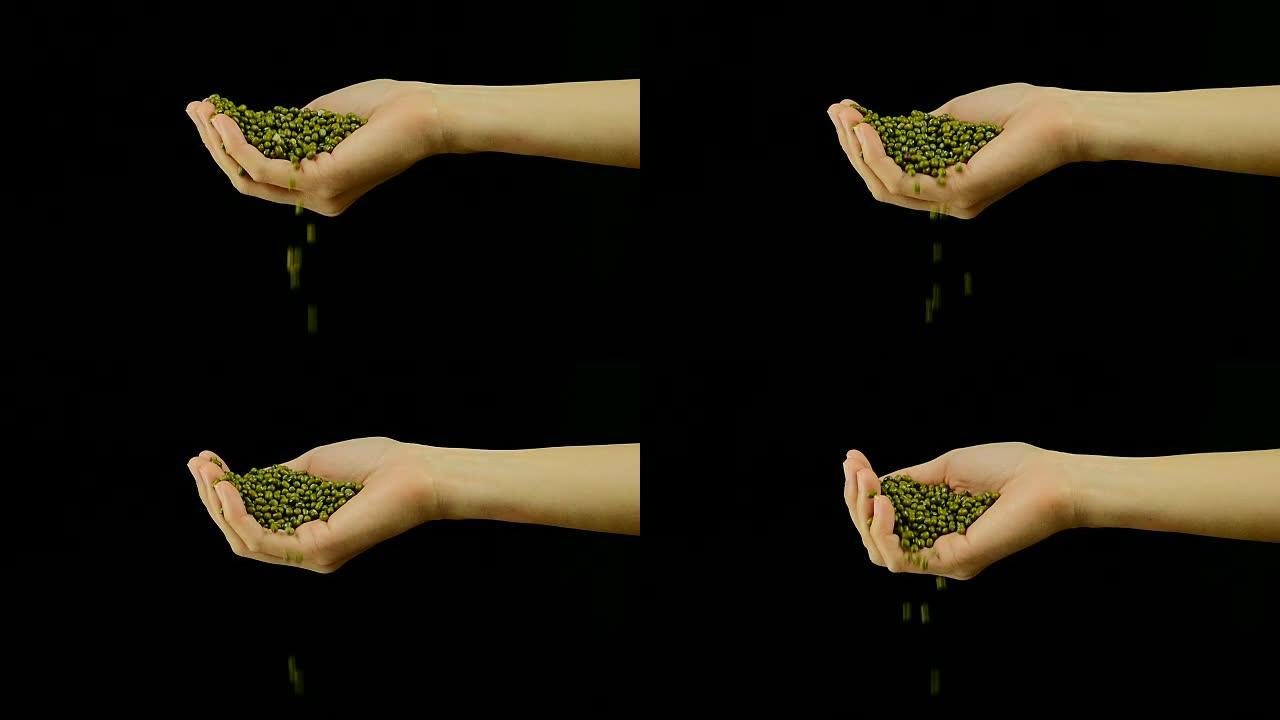 绿豆在手。前视图。