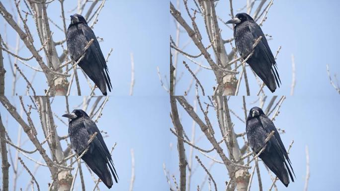 黑鸟乌鸦栖息在干燥的枯枝上。蓝色自然天空背景上树枝上的鸟黑乌鸦