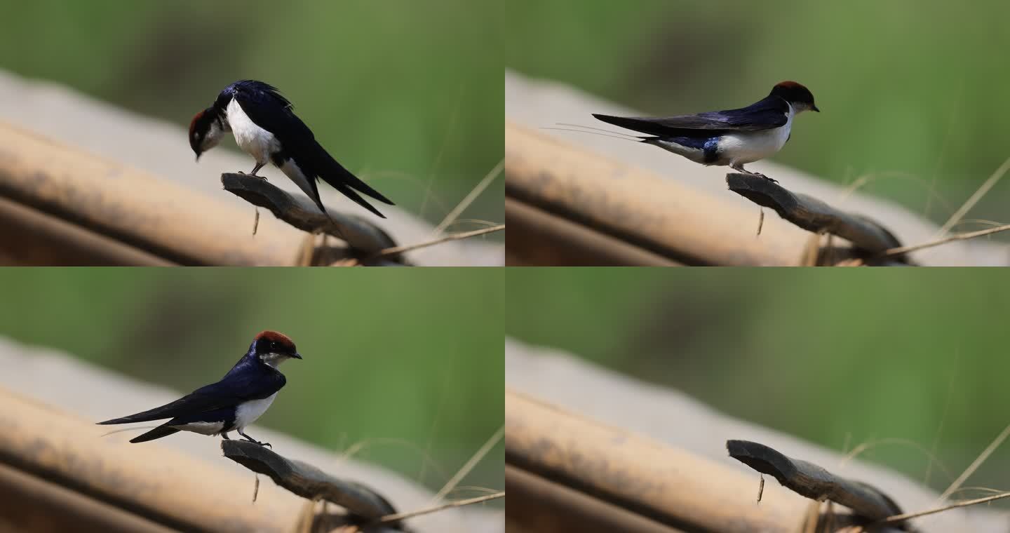 中国鸟类新纪录线尾燕的结构色