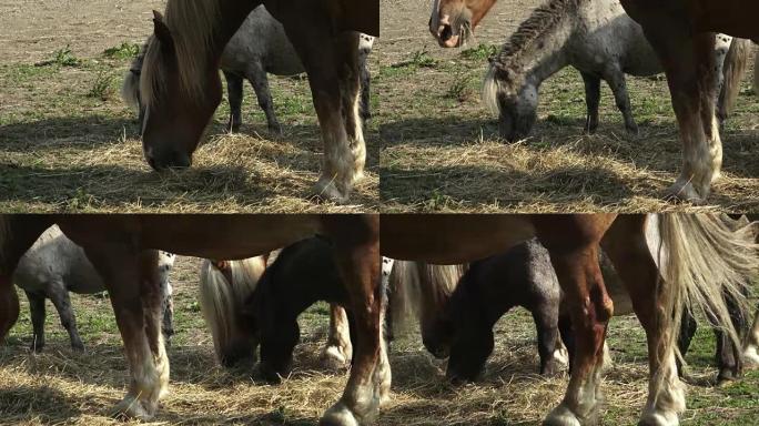 Horse feeding young horse eat grass. Horses at hor