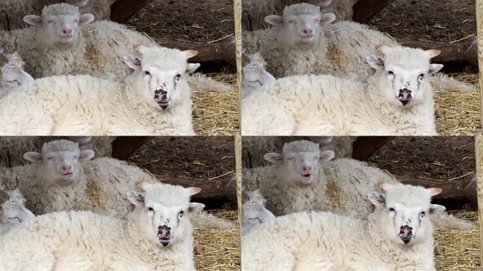 羊群在羊圈的干草上咀嚼干草，在牧场上睡觉的小公羊。瓦拉几亚羊。