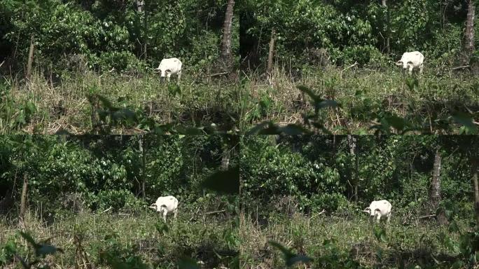 南美洲森林中的白牛