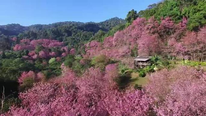 泰国Doi Suthep Chiangmai Khun Chang Kian的鸟景樱花或樱花花园。