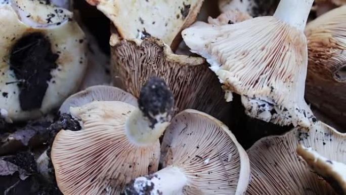 在桌子上的森林中收获新鲜采摘的蘑菇