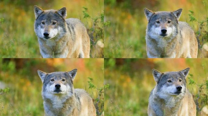 灰狼的特写镜头在森林中的对手和危险之后闻起来