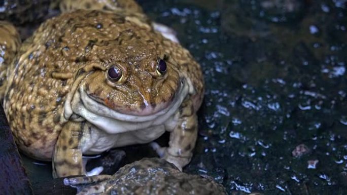 农场里最大的青蛙。它是短体无尾两栖动物种类繁多且主要是肉食性的成员。