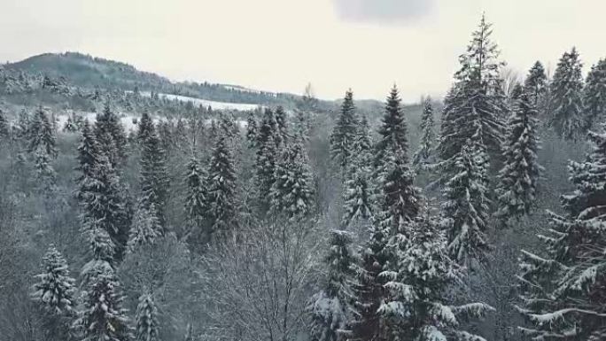 冬季森林的鸟瞰图。图斯坦喀尔巴阡山脉