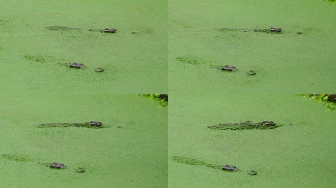 漂浮在绿色粘液中的湖中的鳄鱼