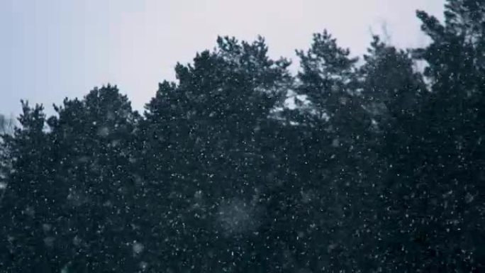 背景中慢慢落下的雪花和松树木材
