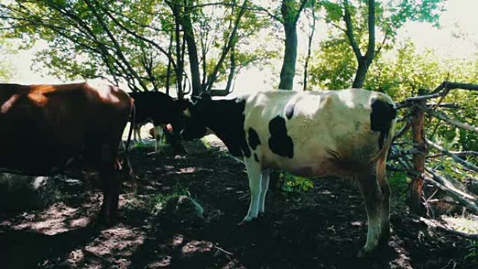 许多母牛在笔的阴影下休息